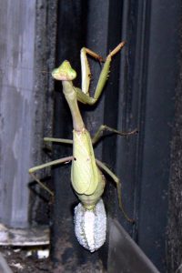 ootheca mantis